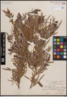 Foto von Salix exigua Nutt.